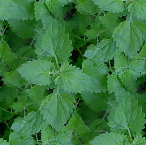 Click to get the codes for this image. Catnip Leaves Seamless Pattern, Cats, Green, Plants Background Wallpaper Image or texture free for any profile, webpage, phone, or desktop