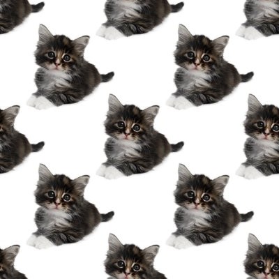 Click to get the codes for this image. Gray Kittens, Cats Background Wallpaper Image or texture free for any profile, webpage, phone, or desktop