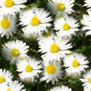 Click to get the codes for this image. White Daisies Seamless Painting, Flowers, Artistic, White Background Wallpaper Image or texture free for any profile, webpage, phone, or desktop