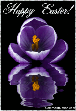 Click to get the codes for this image. Happy Easter Reflecting Purple Flower, Newest Comments  Graphics, Easter Image Comment, Graphic or Meme for posting on FaceBook, Twitter or any blog!