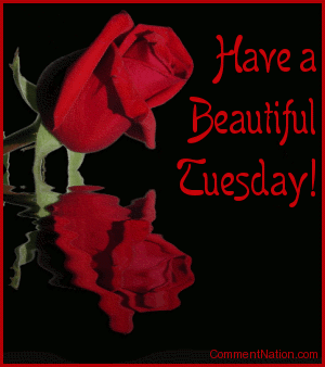 Click to get the codes for this image. This beautiful graphic shows a red rose bud reflected in an animated pool. The comment reads: Have a Beautiful Tuesday! So tell someone special that you're thinking about them and wish them a great Tuesday!