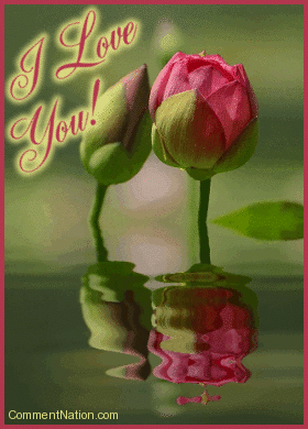 Click to get the codes for this image. Show that special someone how much they mean with this animated photo. The graphic shows two red flower buds reflecting in an animated pool. The comment reads: I Love You!