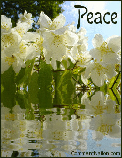 Click to get the codes for this image. Send wishes of peace with this beautiful graphic. The picture shows pretty white blossoms reflected in an animated pool of water. The comment reads "Peace".